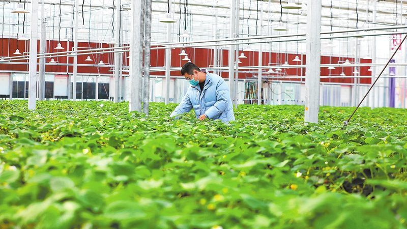 农业合作社内部管理制度：构建高效运营的基石**