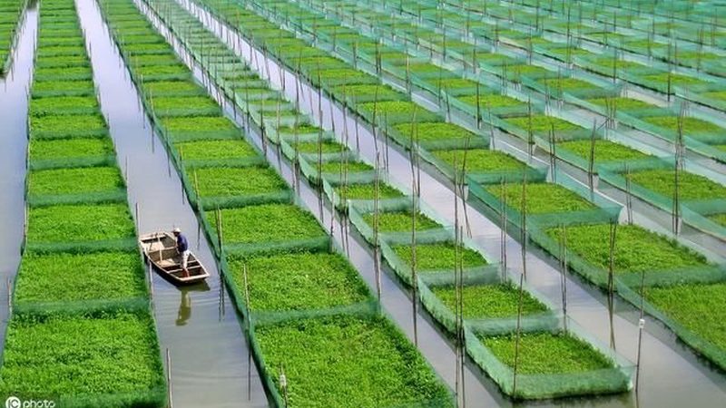 玻璃连栋温室：揭秘其每平米造价背后的秘密