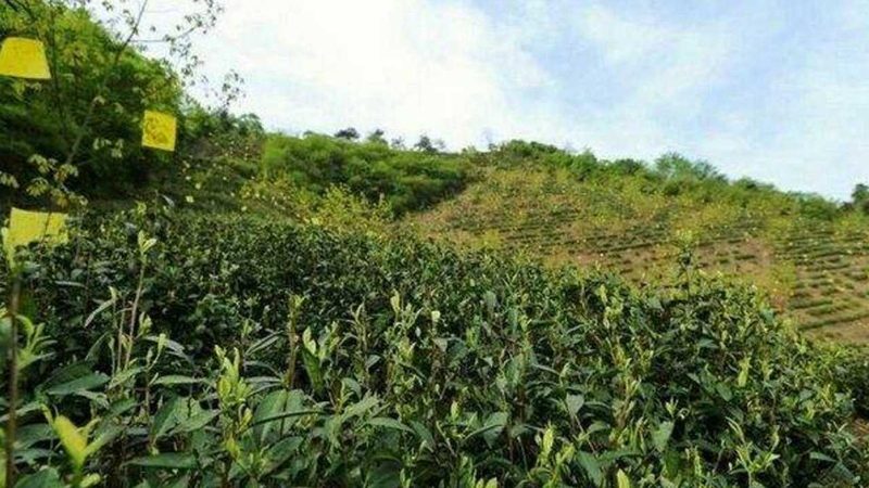 种子发芽率检测，农业生产的“睛雨表