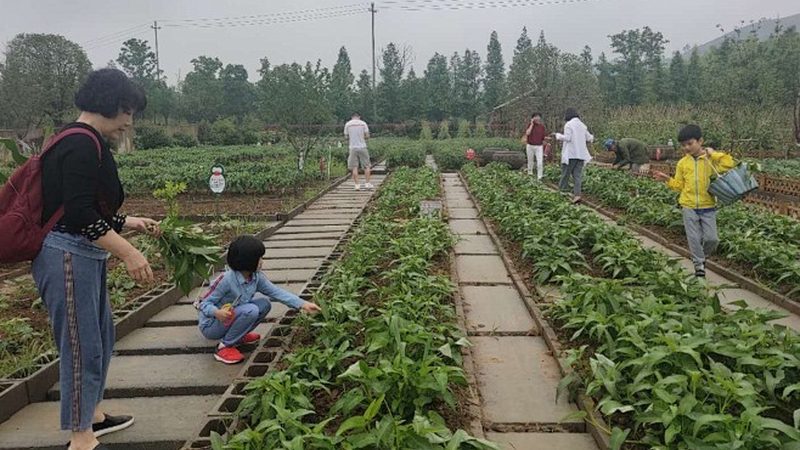 复合肥与有机肥：粮食种植的绿色增产之路