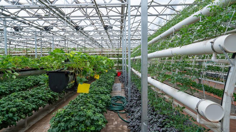 蓝莓种植定制方案报价