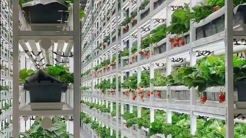 播种机与移栽机：两种机械的型号差异解析